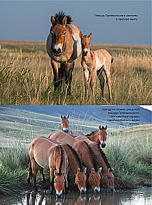 Horses