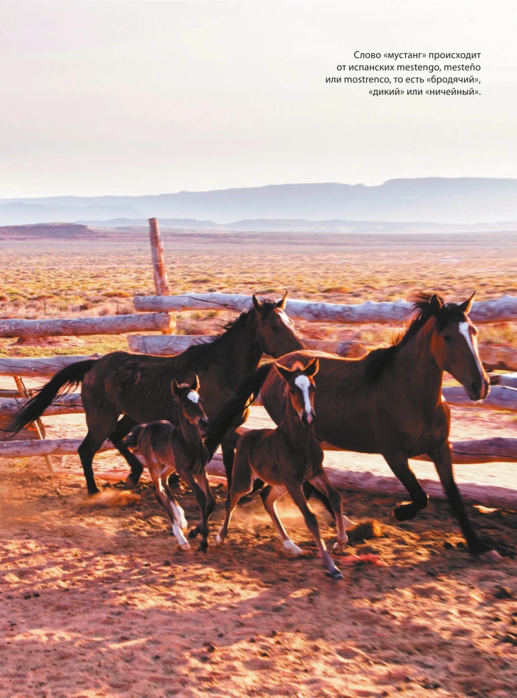 Horses