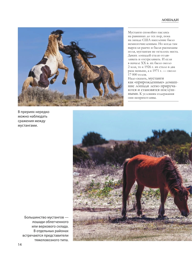 Horses