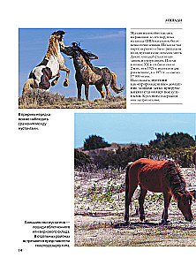 Horses