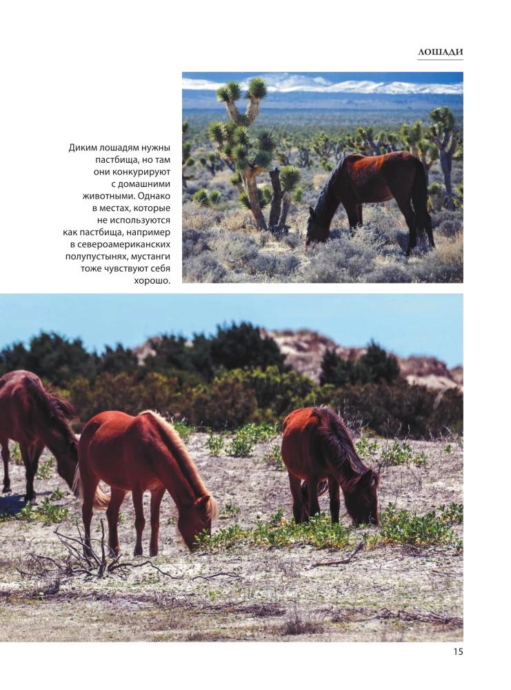 Horses