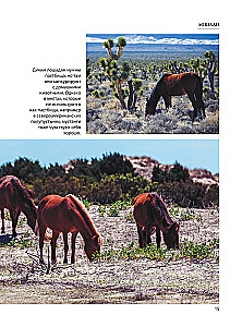 Horses