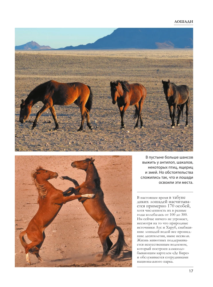 Horses