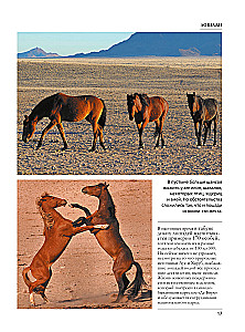 Horses