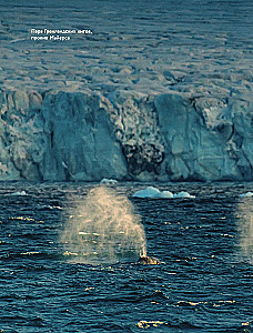The Arctic Ocean. Franz Josef Land