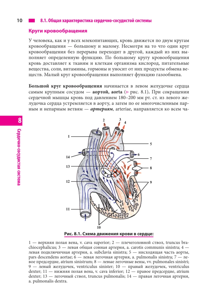 Anatomie des Menschen. Herz und Gefäße, Nervensystem, Sinnesorgane, allgemeine Hülle