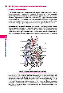 Anatomie des Menschen. Herz und Gefäße, Nervensystem, Sinnesorgane, allgemeine Hülle