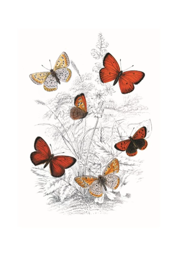 Butterflies! A Small Encyclopedia. A Charming Book About a Beautiful Creature