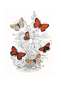 Butterflies! A Small Encyclopedia. A Charming Book About a Beautiful Creature