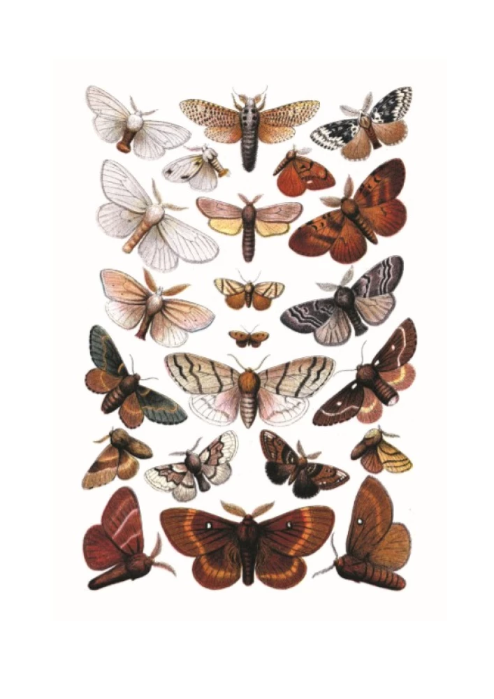 Butterflies! A Small Encyclopedia. A Charming Book About a Beautiful Creature