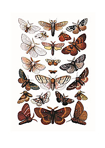 Butterflies! A Small Encyclopedia. A Charming Book About a Beautiful Creature