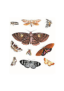 Butterflies! A Small Encyclopedia. A Charming Book About a Beautiful Creature