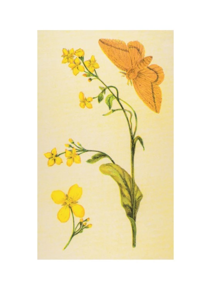 Butterflies! A Small Encyclopedia. A Charming Book About a Beautiful Creature