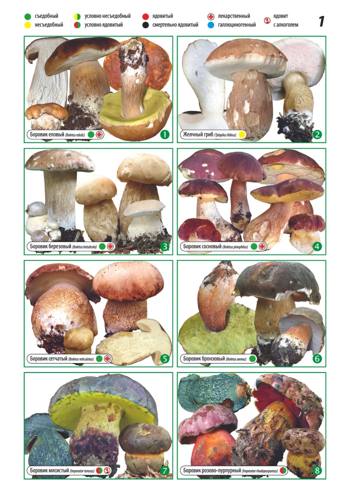 Alles über Pilze. Beliebte Enzyklopädie