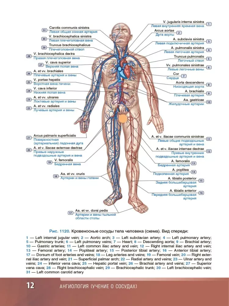 Human Anatomy. Atlas. Educational aid in 3 volumes. Volume III