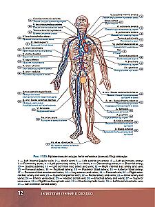 Human Anatomy. Atlas. Educational aid in 3 volumes. Volume III