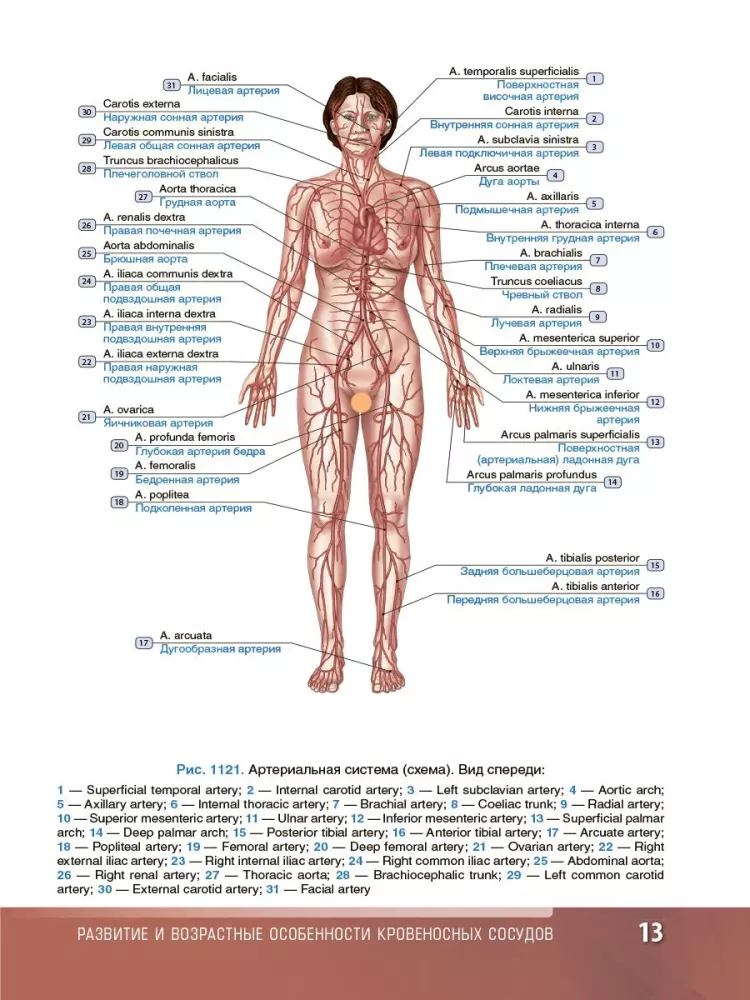 Human Anatomy. Atlas. Educational aid in 3 volumes. Volume III