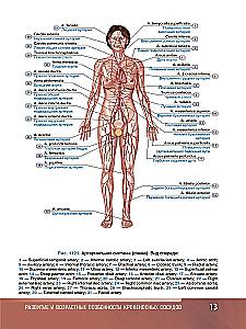 Human Anatomy. Atlas. Educational aid in 3 volumes. Volume III