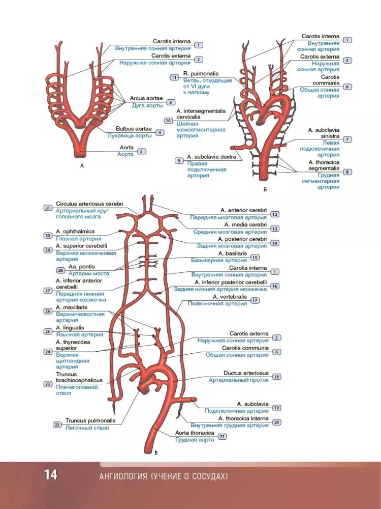 Human Anatomy. Atlas. Educational aid in 3 volumes. Volume III