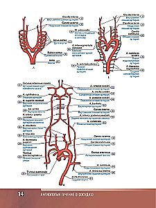 Human Anatomy. Atlas. Educational aid in 3 volumes. Volume III