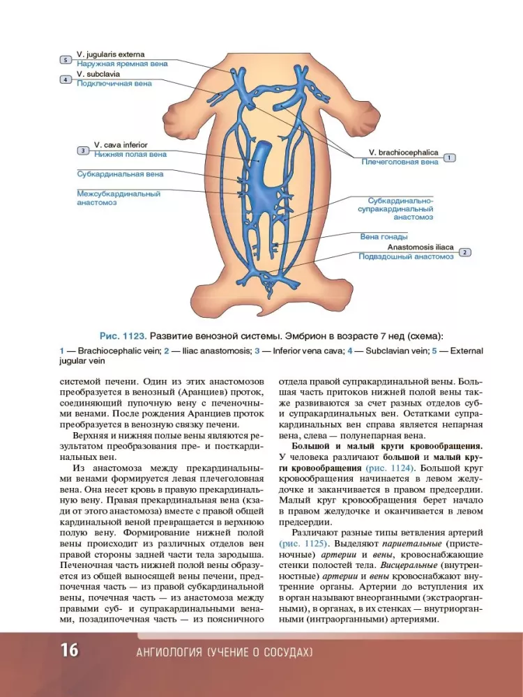 Human Anatomy. Atlas. Educational aid in 3 volumes. Volume III