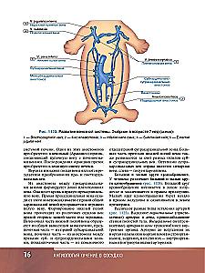 Human Anatomy. Atlas. Educational aid in 3 volumes. Volume III