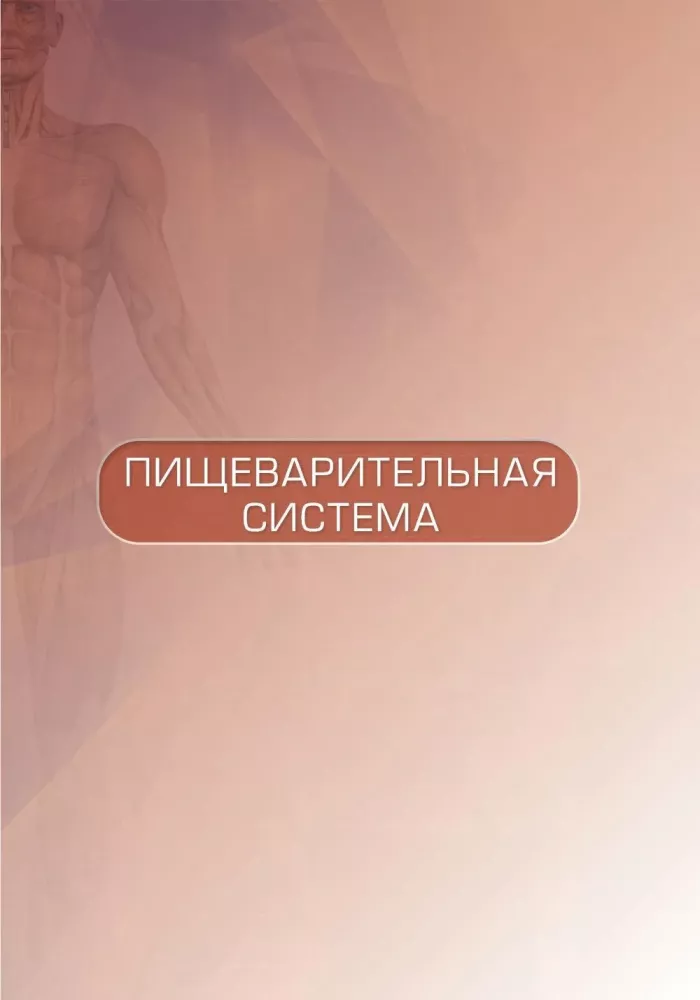 Human Anatomy. Atlas. Educational Guide in 3 Volumes. Volume II