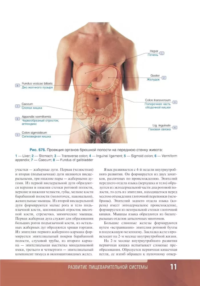 Human Anatomy. Atlas. Educational Guide in 3 Volumes. Volume II