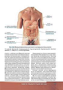 Human Anatomy. Atlas. Educational Guide in 3 Volumes. Volume II