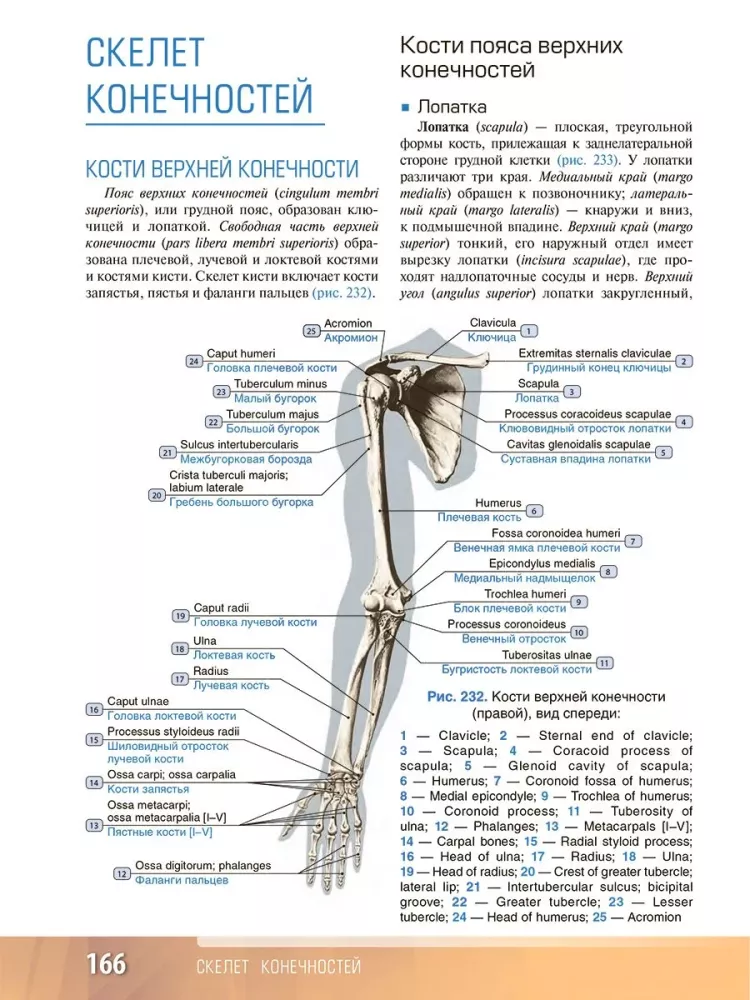 Human Anatomy. Atlas. Educational Guide in 3 Volumes. Volume I