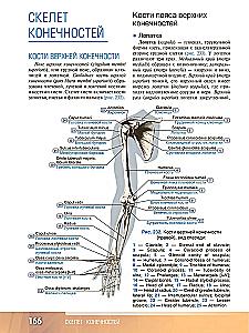 Human Anatomy. Atlas. Educational Guide in 3 Volumes. Volume I