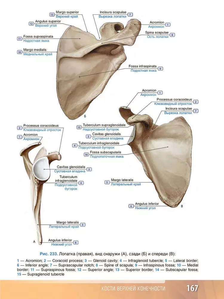 Human Anatomy. Atlas. Educational Guide in 3 Volumes. Volume I