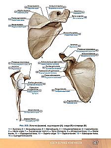 Human Anatomy. Atlas. Educational Guide in 3 Volumes. Volume I