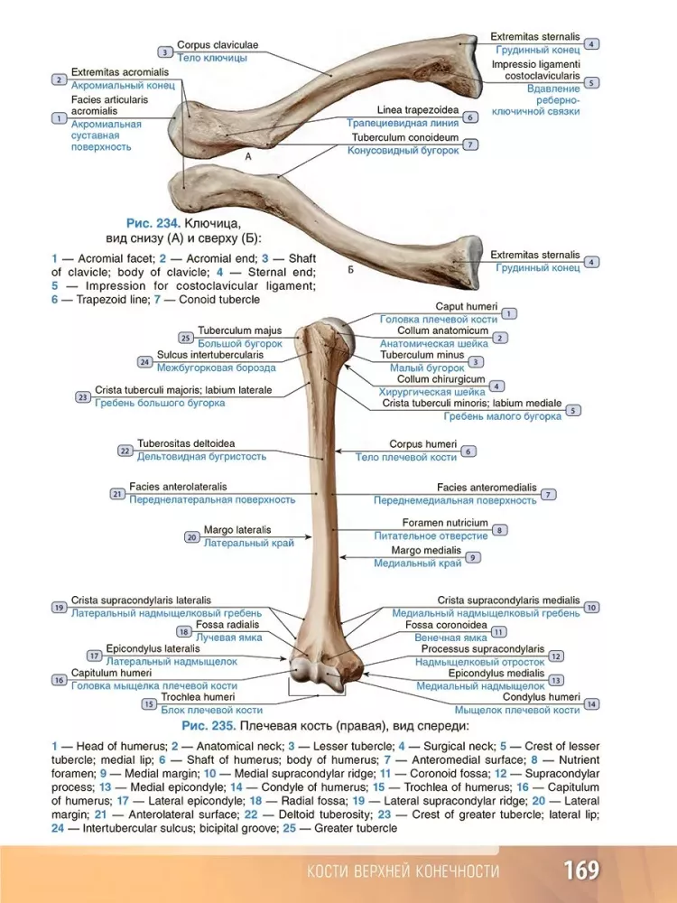 Human Anatomy. Atlas. Educational Guide in 3 Volumes. Volume I