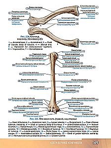 Human Anatomy. Atlas. Educational Guide in 3 Volumes. Volume I