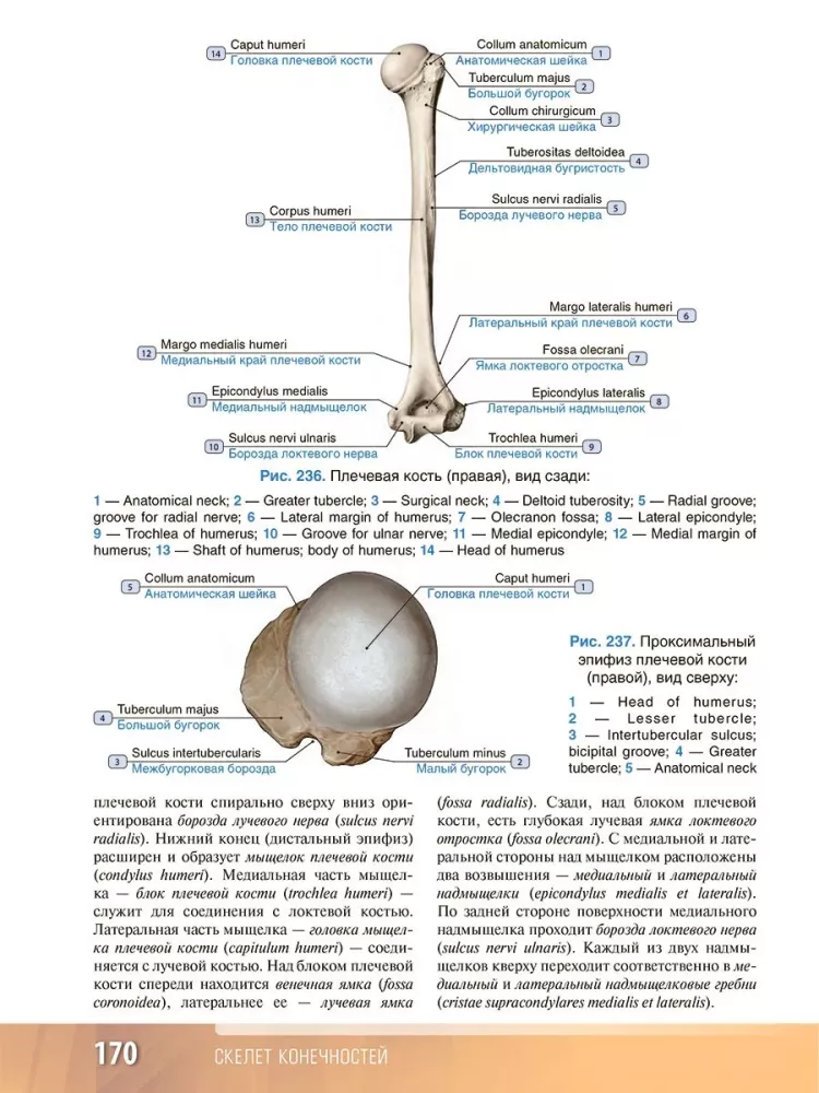 Human Anatomy. Atlas. Educational Guide in 3 Volumes. Volume I