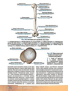 Human Anatomy. Atlas. Educational Guide in 3 Volumes. Volume I