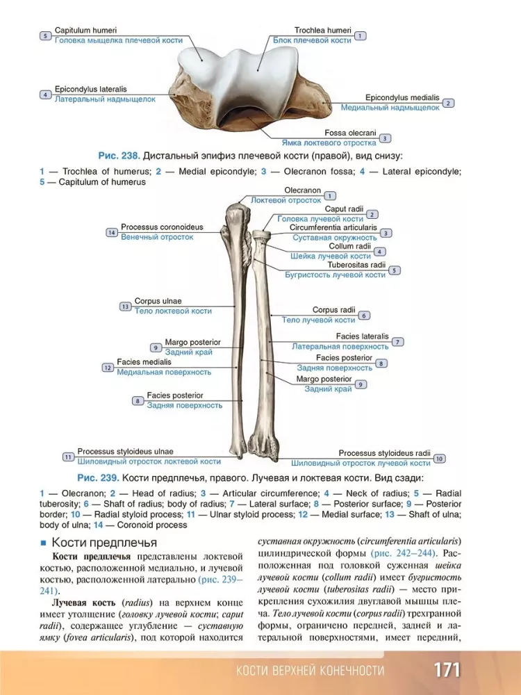 Human Anatomy. Atlas. Educational Guide in 3 Volumes. Volume I