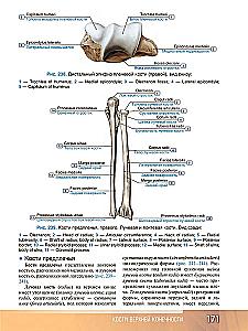 Human Anatomy. Atlas. Educational Guide in 3 Volumes. Volume I