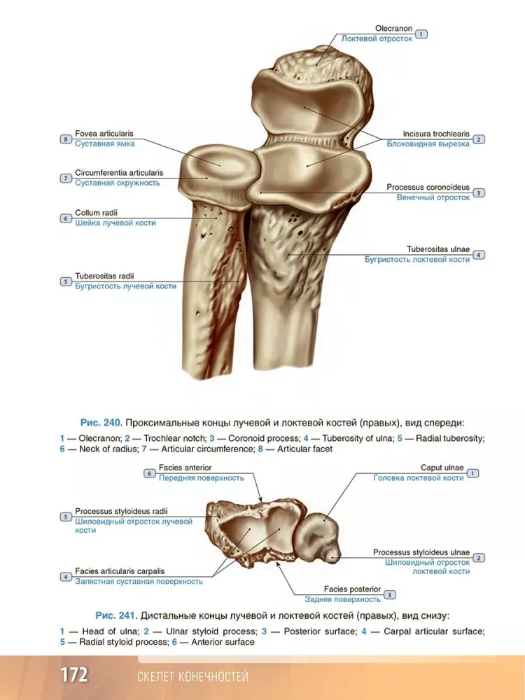 Human Anatomy. Atlas. Educational Guide in 3 Volumes. Volume I