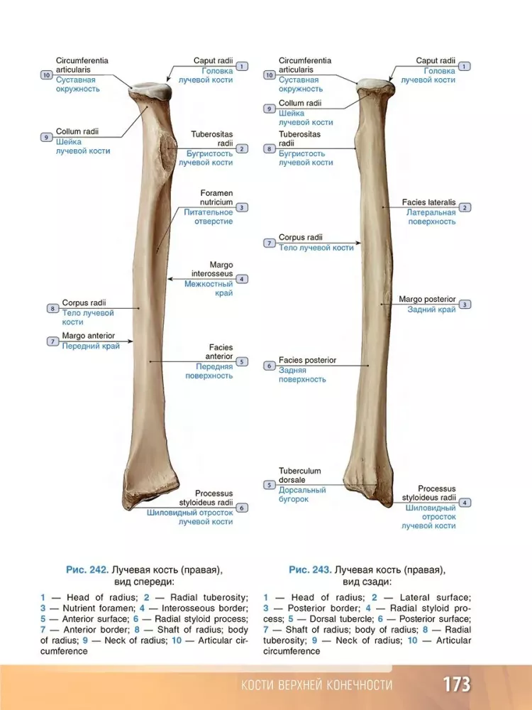 Human Anatomy. Atlas. Educational Guide in 3 Volumes. Volume I