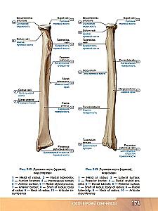 Human Anatomy. Atlas. Educational Guide in 3 Volumes. Volume I
