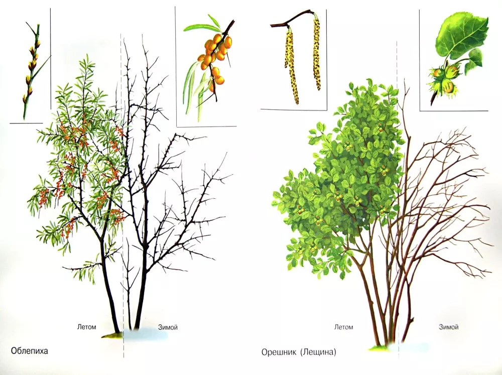 Shrubs in Pictures
