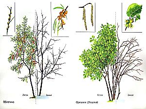 Shrubs in Pictures