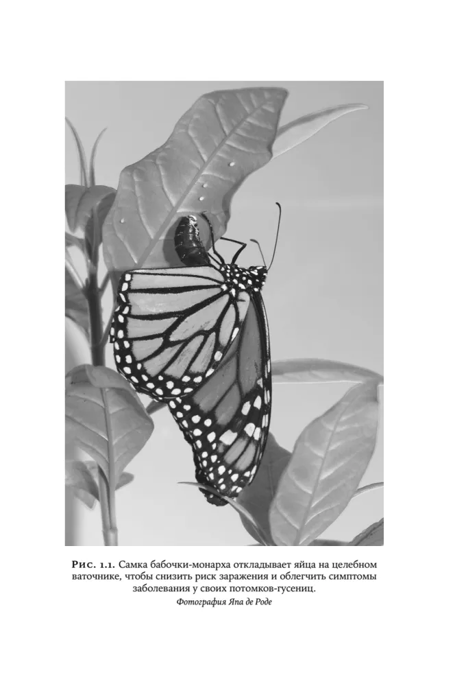 Doctors by Nature: How Animals Heal Themselves and Help Humans
