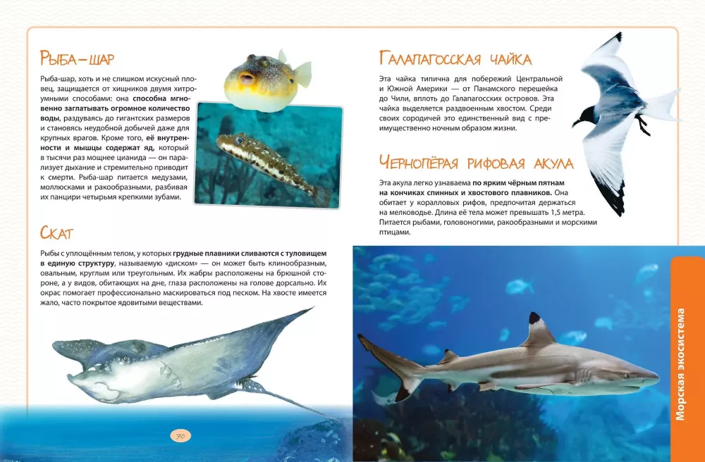 Animals. The Great Expedition Around the World