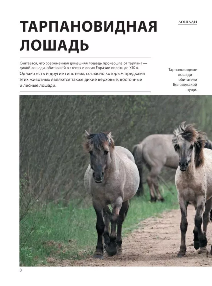 Лошади