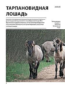 Лошади