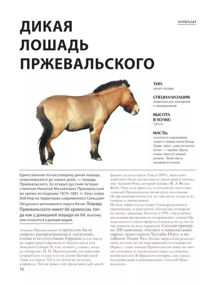Лошади