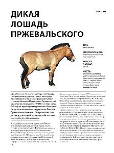 Лошади